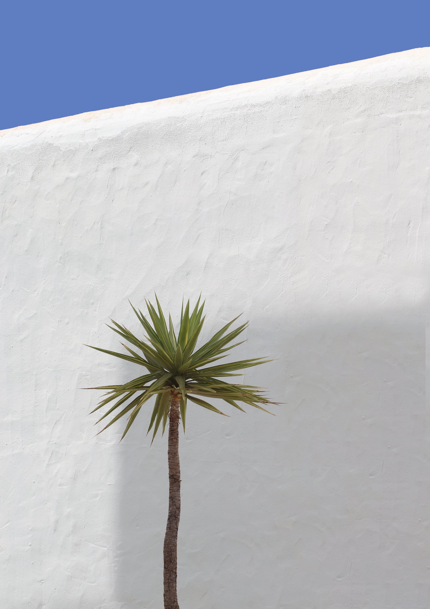 Palm On White Wall