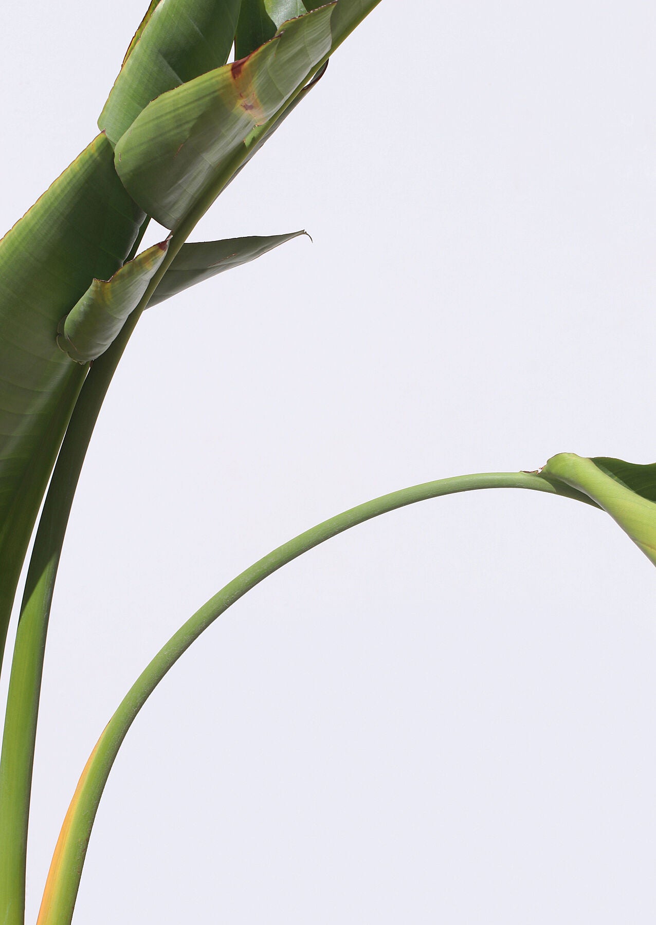 Close up photo of a banana leaf against a white wall 