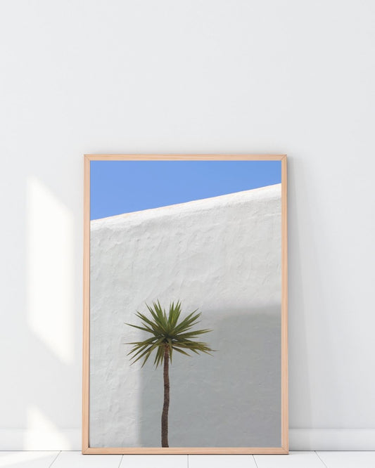 Palm On White Wall.