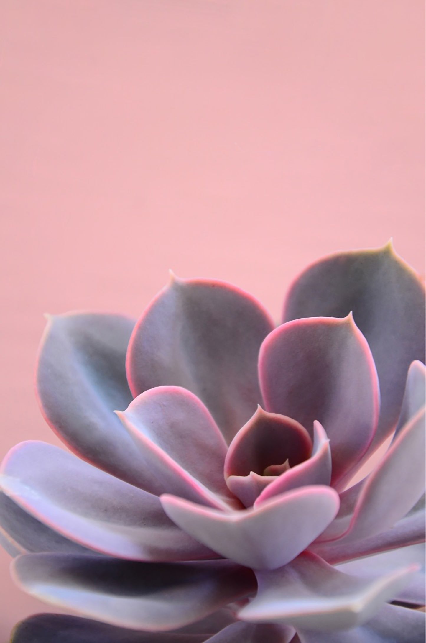 Echeveria